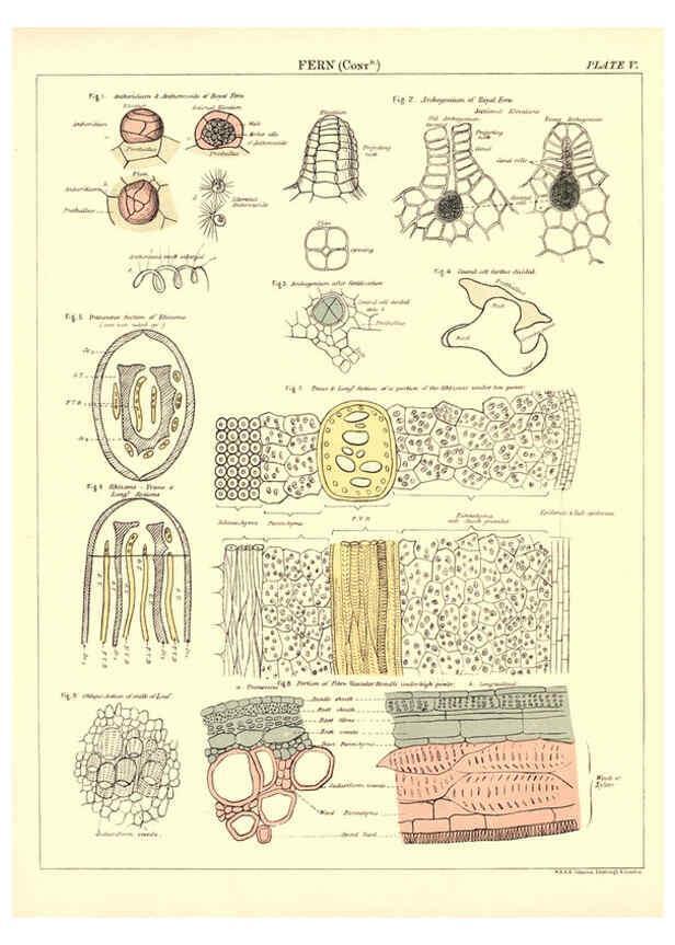 Reproducción/Reproduction 6441472649: Biological atlas: a guide to the practical study of plants and animals Edinburgh,W. & A. K. Johnston,1880