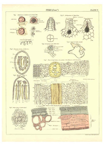 Reproducción/Reproduction 6441472649: Biological atlas: a guide to the practical study of plants and animals Edinburgh,W. & A. K. Johnston,1880