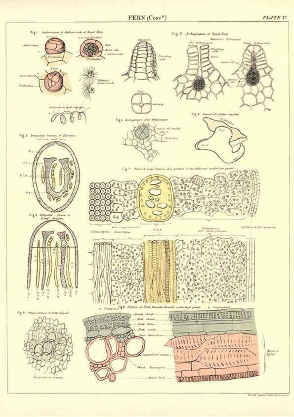 Reproducción/Reproduction 6441472649: Biological atlas: a guide to the practical study of plants and animals Edinburgh,W. & A. K. Johnston,1880
