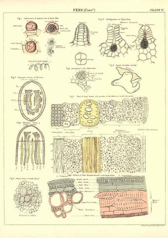 Reproducción/Reproduction 6441472649: Biological atlas: a guide to the practical study of plants and animals Edinburgh,W. & A. K. Johnston,1880