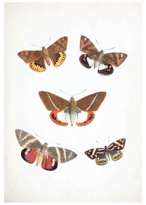 Reproducción/Reproduction 6441535953: Illustrations of typical specimens of Lepidoptera Heterocera in the collection of the British Museum. v.1. London: Printed by order of the Trustees1879- 