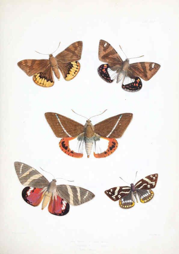 Reproducción/Reproduction 6441535953: Illustrations of typical specimens of Lepidoptera Heterocera in the collection of the British Museum. v.1. London: Printed by order of the Trustees1879- 