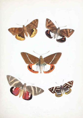 Reproducción/Reproduction 6441535953: Illustrations of typical specimens of Lepidoptera Heterocera in the collection of the British Museum. v.1. London: Printed by order of the Trustees1879- 