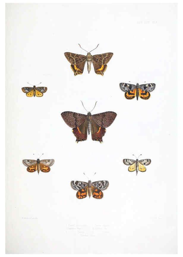 Reproducción/Reproduction 6441536351: Illustrations of typical specimens of Lepidoptera Heterocera in the collection of the British Museum. v.1. London: Printed by order of the Trustees1879- 