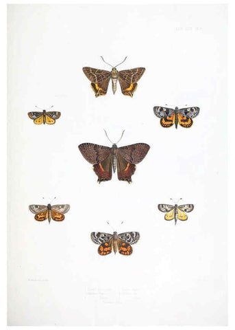 Reproducción/Reproduction 6441536351: Illustrations of typical specimens of Lepidoptera Heterocera in the collection of the British Museum. v.1. London: Printed by order of the Trustees1879- 