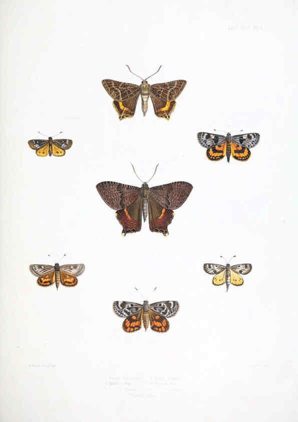 Reproducción/Reproduction 6441536351: Illustrations of typical specimens of Lepidoptera Heterocera in the collection of the British Museum. v.1. London: Printed by order of the Trustees1879- 