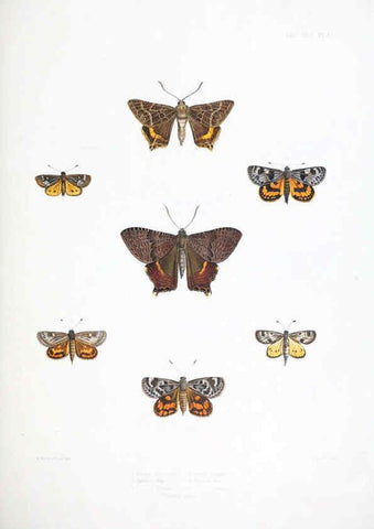 Reproducción/Reproduction 6441536351: Illustrations of typical specimens of Lepidoptera Heterocera in the collection of the British Museum. v.1. London: Printed by order of the Trustees1879- 