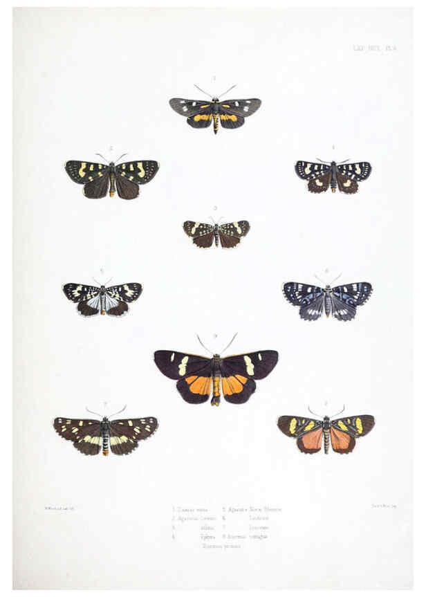 Reproducción/Reproduction 6441536619: Illustrations of typical specimens of Lepidoptera Heterocera in the collection of the British Museum. v.1. London: Printed by order of the Trustees1879- 