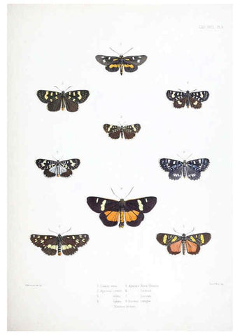 Reproducción/Reproduction 6441536619: Illustrations of typical specimens of Lepidoptera Heterocera in the collection of the British Museum. v.1. London: Printed by order of the Trustees1879- 