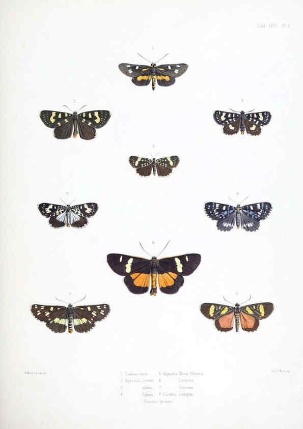 Reproducción/Reproduction 6441536619: Illustrations of typical specimens of Lepidoptera Heterocera in the collection of the British Museum. v.1. London: Printed by order of the Trustees1879- 