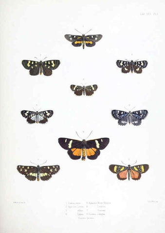 Reproducción/Reproduction 6441536619: Illustrations of typical specimens of Lepidoptera Heterocera in the collection of the British Museum. v.1. London: Printed by order of the Trustees1879- 