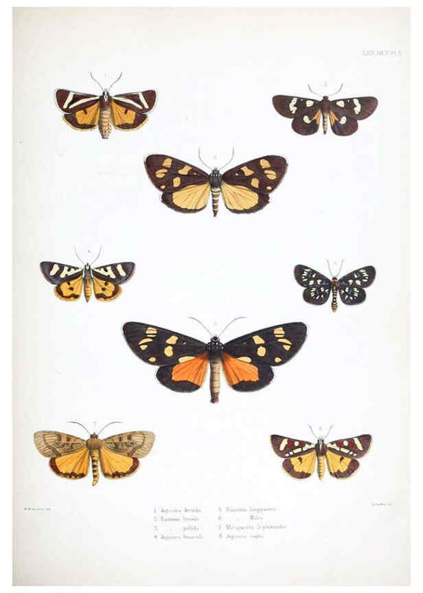 Reproducción/Reproduction 6441536903: Illustrations of typical specimens of Lepidoptera Heterocera in the collection of the British Museum. v.1. London: Printed by order of the Trustees1879- 