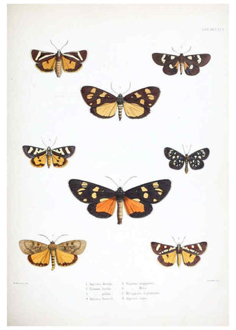 Reproducción/Reproduction 6441536903: Illustrations of typical specimens of Lepidoptera Heterocera in the collection of the British Museum. v.1. London: Printed by order of the Trustees1879- 