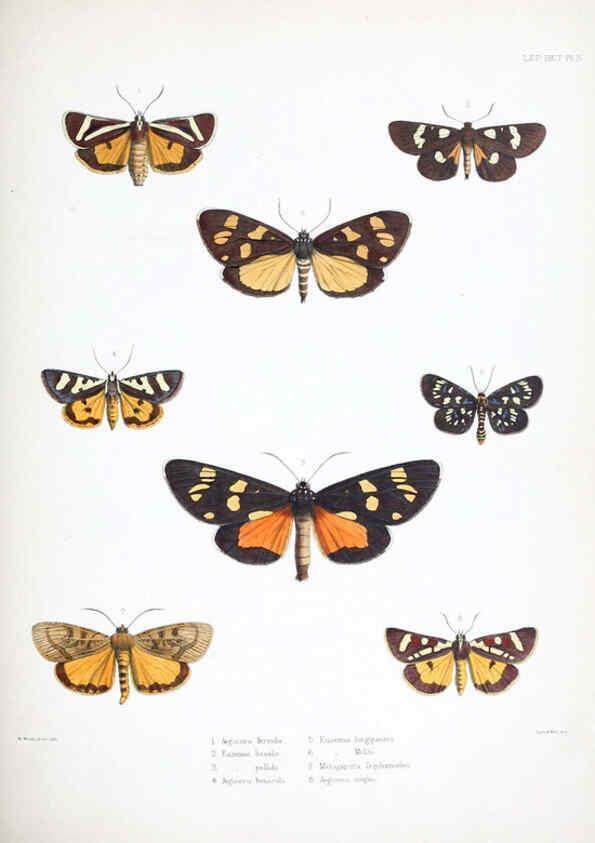 Reproducción/Reproduction 6441536903: Illustrations of typical specimens of Lepidoptera Heterocera in the collection of the British Museum. v.1. London: Printed by order of the Trustees1879- 