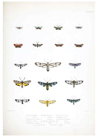 Reproducción/Reproduction 6441537185: Illustrations of typical specimens of Lepidoptera Heterocera in the collection of the British Museum. v.1. London: Printed by order of the Trustees1879- 