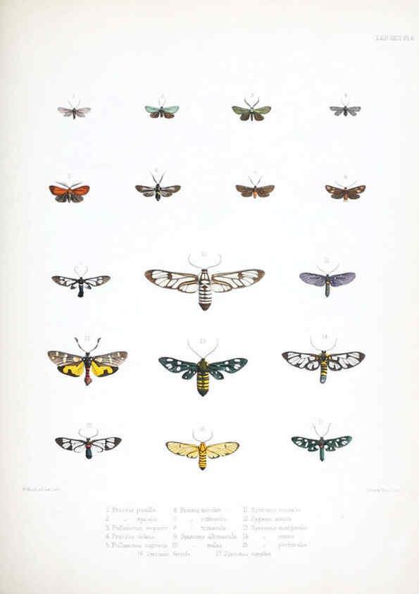 Reproducción/Reproduction 6441537185: Illustrations of typical specimens of Lepidoptera Heterocera in the collection of the British Museum. v.1. London: Printed by order of the Trustees1879- 