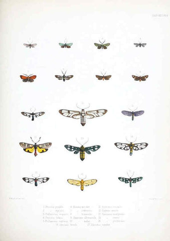 Reproducción/Reproduction 6441537185: Illustrations of typical specimens of Lepidoptera Heterocera in the collection of the British Museum. v.1. London: Printed by order of the Trustees1879- 