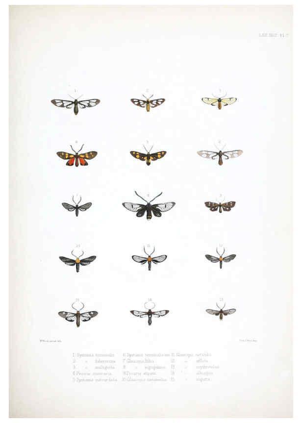 Reproducción/Reproduction 6441537471: Illustrations of typical specimens of Lepidoptera Heterocera in the collection of the British Museum. v.1. London: Printed by order of the Trustees1879- 