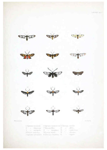 Reproducción/Reproduction 6441537471: Illustrations of typical specimens of Lepidoptera Heterocera in the collection of the British Museum. v.1. London: Printed by order of the Trustees1879- 