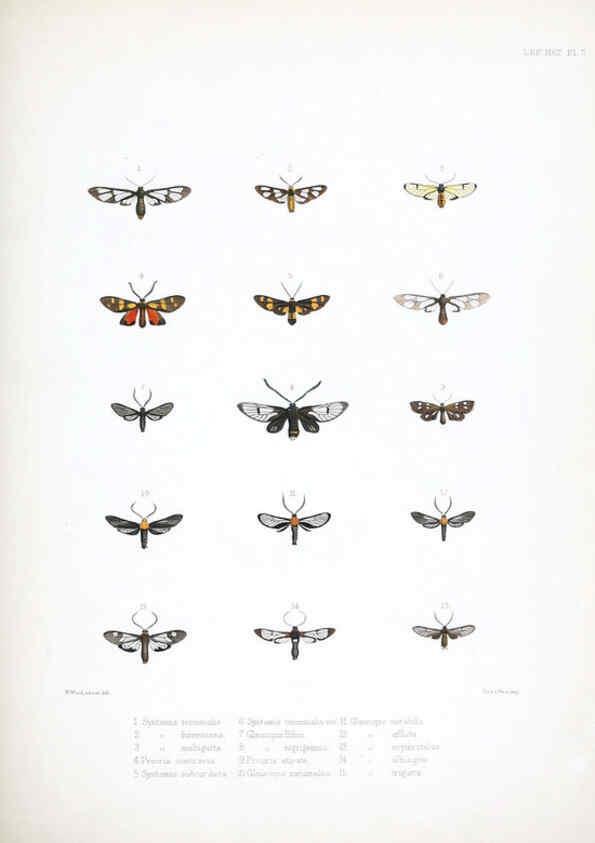 Reproducción/Reproduction 6441537471: Illustrations of typical specimens of Lepidoptera Heterocera in the collection of the British Museum. v.1. London: Printed by order of the Trustees1879- 