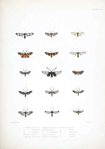 Reproducción/Reproduction 6441537471: Illustrations of typical specimens of Lepidoptera Heterocera in the collection of the British Museum. v.1. London: Printed by order of the Trustees1879- 