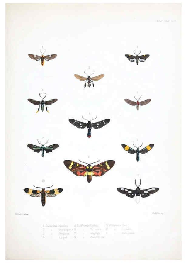Reproducción/Reproduction 6441537743: Illustrations of typical specimens of Lepidoptera Heterocera in the collection of the British Museum. v.1. London: Printed by order of the Trustees1879- 