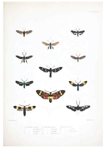 Reproducción/Reproduction 6441537743: Illustrations of typical specimens of Lepidoptera Heterocera in the collection of the British Museum. v.1. London: Printed by order of the Trustees1879- 