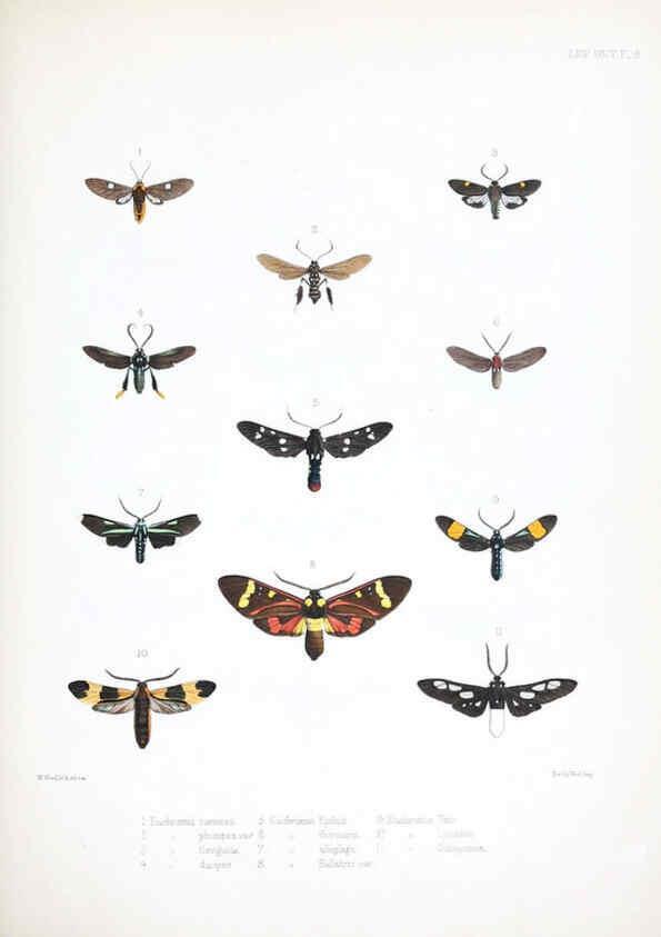 Reproducción/Reproduction 6441537743: Illustrations of typical specimens of Lepidoptera Heterocera in the collection of the British Museum. v.1. London: Printed by order of the Trustees1879- 