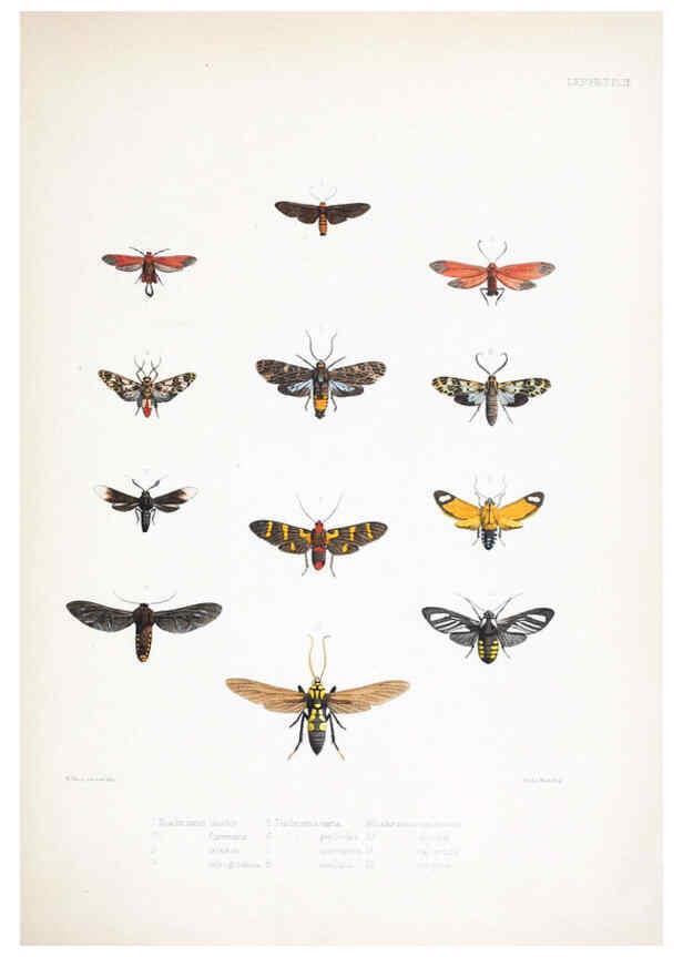 Reproducción/Reproduction 6441538035: Illustrations of typical specimens of Lepidoptera Heterocera in the collection of the British Museum. v.1. London: Printed by order of the Trustees1879- 