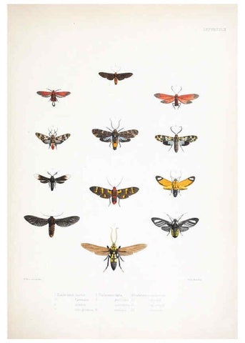 Reproducción/Reproduction 6441538035: Illustrations of typical specimens of Lepidoptera Heterocera in the collection of the British Museum. v.1. London: Printed by order of the Trustees1879- 