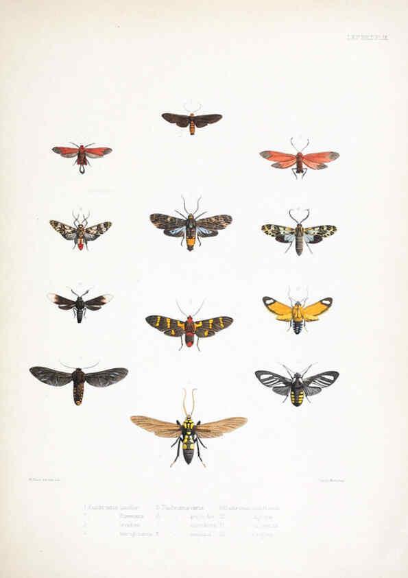 Reproducción/Reproduction 6441538035: Illustrations of typical specimens of Lepidoptera Heterocera in the collection of the British Museum. v.1. London: Printed by order of the Trustees1879- 