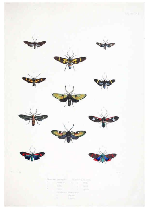 Reproducción/Reproduction 6441538461: Illustrations of typical specimens of Lepidoptera Heterocera in the collection of the British Museum. v.1. London: Printed by order of the Trustees1879- 