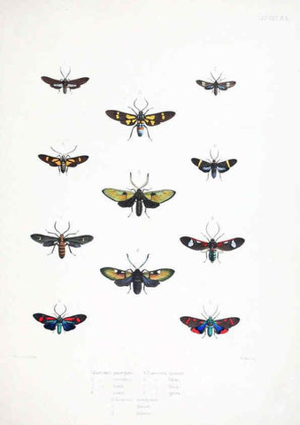 Reproducción/Reproduction 6441538461: Illustrations of typical specimens of Lepidoptera Heterocera in the collection of the British Museum. v.1. London: Printed by order of the Trustees1879- 