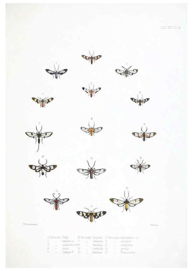 Reproducción/Reproduction 6441538761: Illustrations of typical specimens of Lepidoptera Heterocera in the collection of the British Museum. v.1. London: Printed by order of the Trustees1879- 
