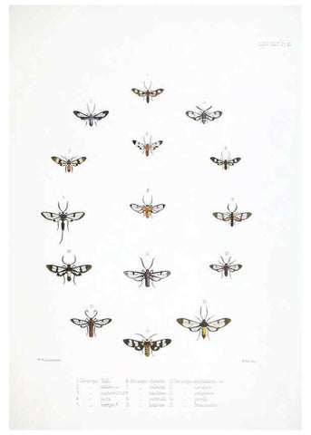 Reproducción/Reproduction 6441538761: Illustrations of typical specimens of Lepidoptera Heterocera in the collection of the British Museum. v.1. London: Printed by order of the Trustees1879- 