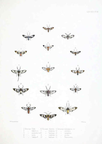 Reproducción/Reproduction 6441538761: Illustrations of typical specimens of Lepidoptera Heterocera in the collection of the British Museum. v.1. London: Printed by order of the Trustees1879- 