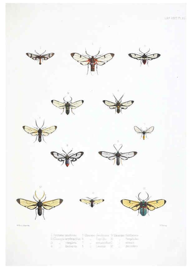 Reproducción/Reproduction 6441539015: Illustrations of typical specimens of Lepidoptera Heterocera in the collection of the British Museum. v.1. London: Printed by order of the Trustees1879- 