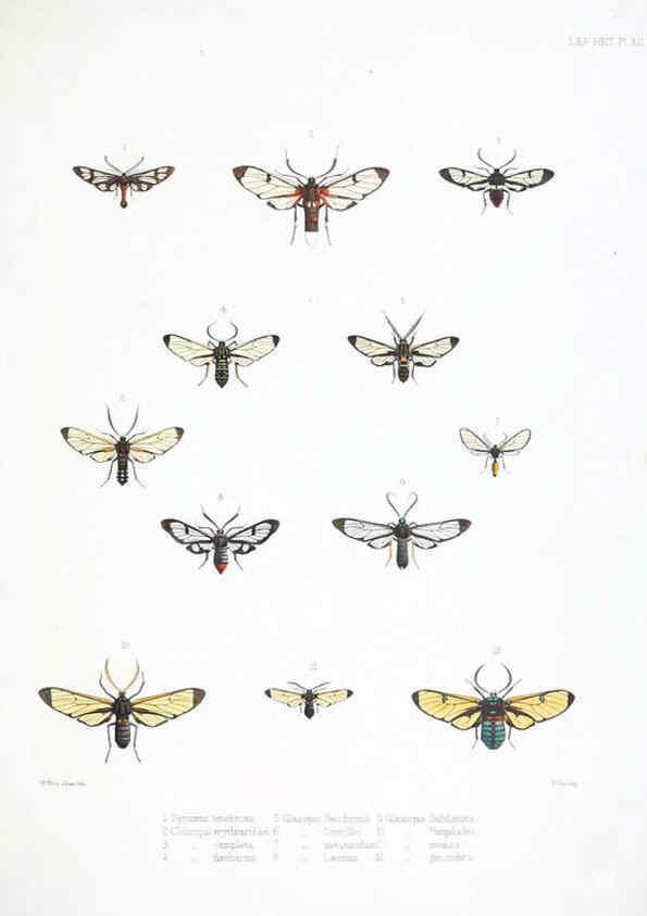 Reproducción/Reproduction 6441539015: Illustrations of typical specimens of Lepidoptera Heterocera in the collection of the British Museum. v.1. London: Printed by order of the Trustees1879- 