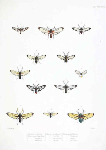 Reproducción/Reproduction 6441539015: Illustrations of typical specimens of Lepidoptera Heterocera in the collection of the British Museum. v.1. London: Printed by order of the Trustees1879- 