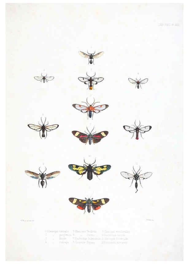 Reproducción/Reproduction 6441539305: Illustrations of typical specimens of Lepidoptera Heterocera in the collection of the British Museum. v.1. London: Printed by order of the Trustees1879- 