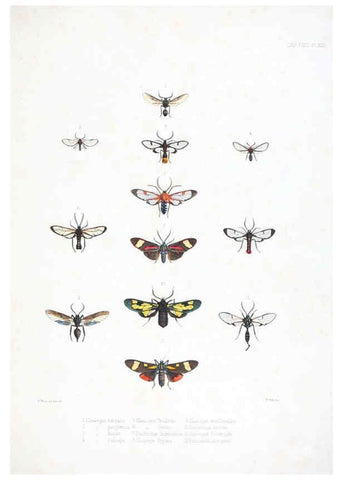 Reproducción/Reproduction 6441539305: Illustrations of typical specimens of Lepidoptera Heterocera in the collection of the British Museum. v.1. London: Printed by order of the Trustees1879- 