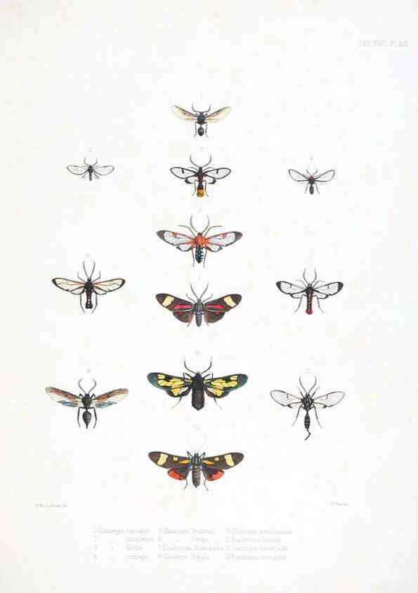 Reproducción/Reproduction 6441539305: Illustrations of typical specimens of Lepidoptera Heterocera in the collection of the British Museum. v.1. London: Printed by order of the Trustees1879- 