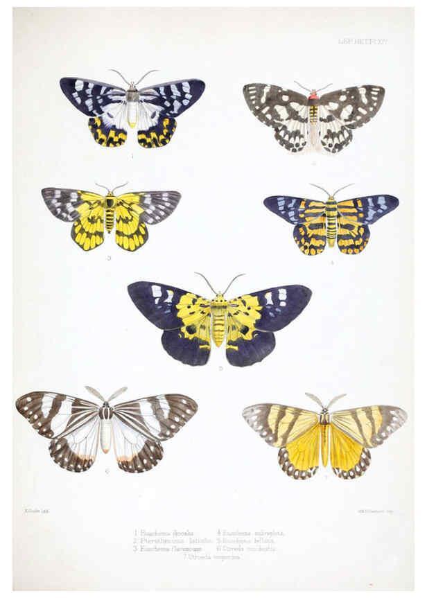Reproducción/Reproduction 6441539675: Illustrations of typical specimens of Lepidoptera Heterocera in the collection of the British Museum. v.1. London: Printed by order of the Trustees1879- 