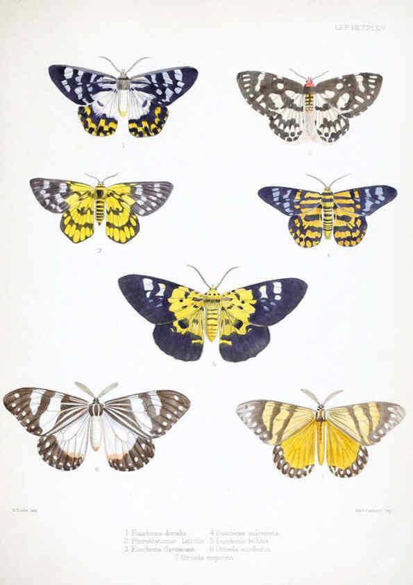 Reproducción/Reproduction 6441539675: Illustrations of typical specimens of Lepidoptera Heterocera in the collection of the British Museum. v.1. London: Printed by order of the Trustees1879- 