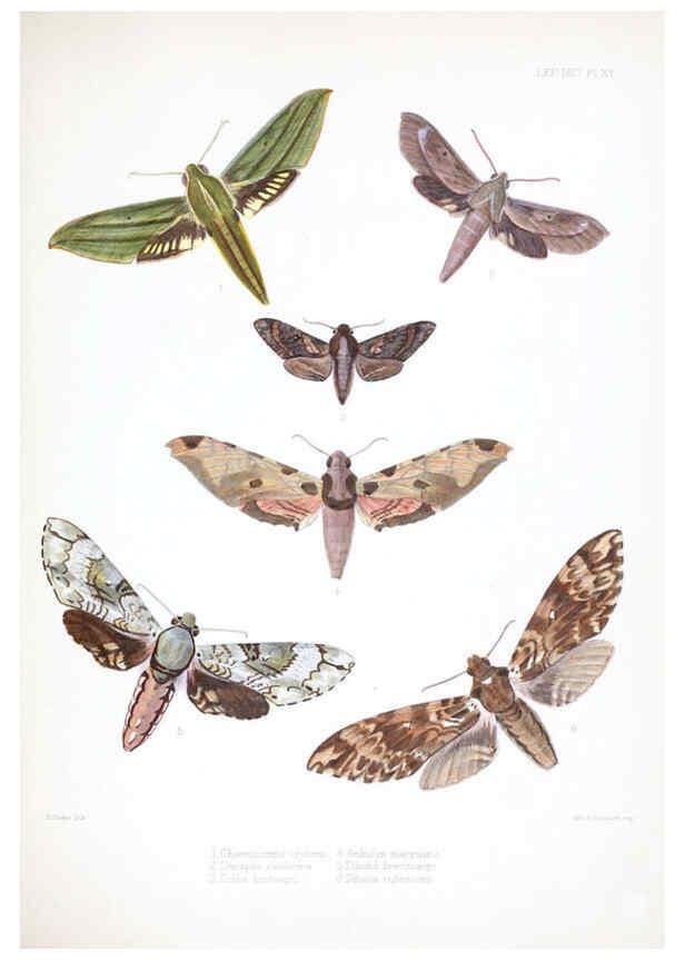 Reproducción/Reproduction 6441539925: Illustrations of typical specimens of Lepidoptera Heterocera in the collection of the British Museum. v.1. London: Printed by order of the Trustees1879- 