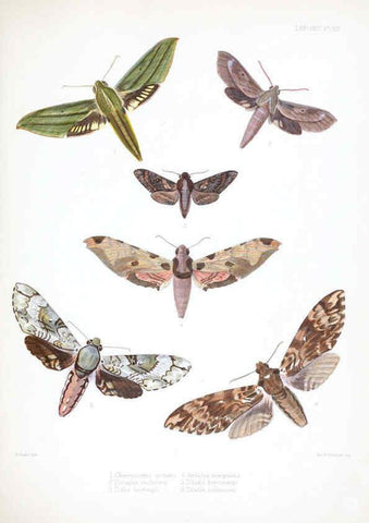 Reproducción/Reproduction 6441539925: Illustrations of typical specimens of Lepidoptera Heterocera in the collection of the British Museum. v.1. London: Printed by order of the Trustees1879- 