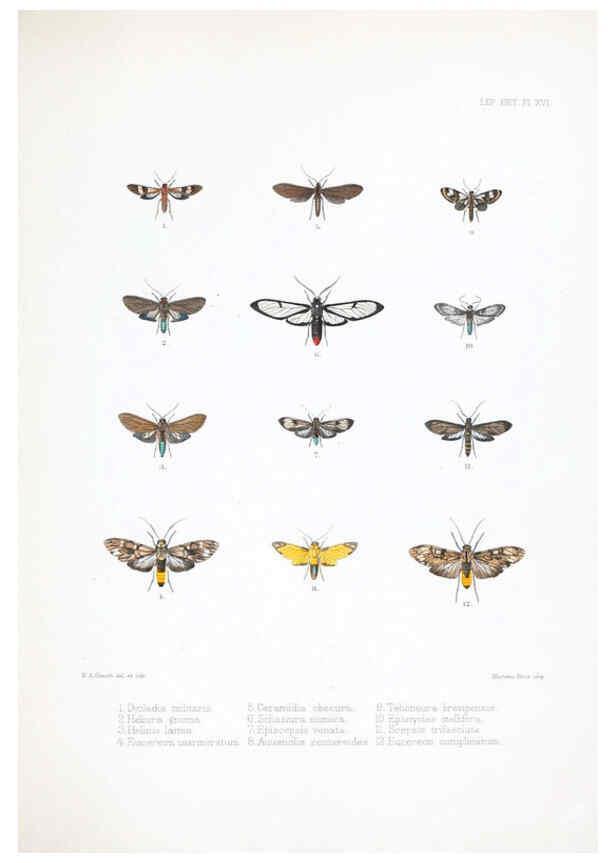 Reproducción/Reproduction 6441540183: Illustrations of typical specimens of Lepidoptera Heterocera in the collection of the British Museum. v.1. London: Printed by order of the Trustees1879- 