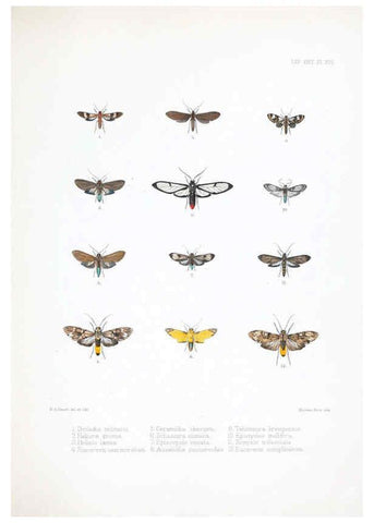 Reproducción/Reproduction 6441540183: Illustrations of typical specimens of Lepidoptera Heterocera in the collection of the British Museum. v.1. London: Printed by order of the Trustees1879- 