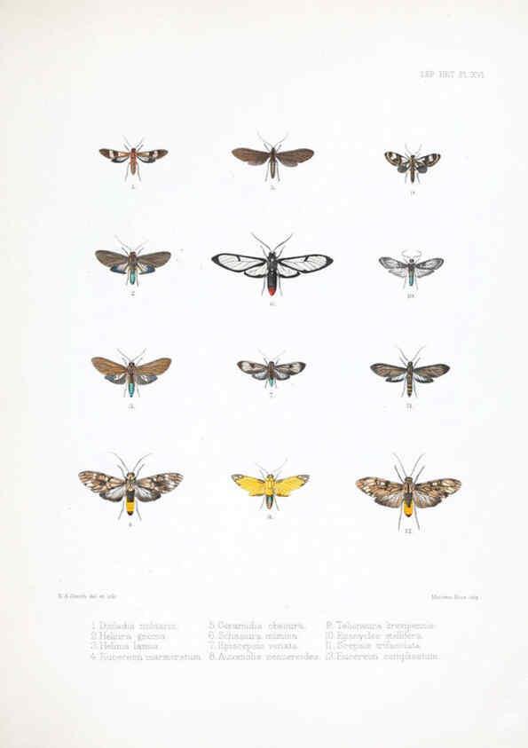 Reproducción/Reproduction 6441540183: Illustrations of typical specimens of Lepidoptera Heterocera in the collection of the British Museum. v.1. London: Printed by order of the Trustees1879- 