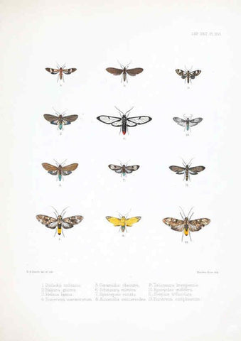 Reproducción/Reproduction 6441540183: Illustrations of typical specimens of Lepidoptera Heterocera in the collection of the British Museum. v.1. London: Printed by order of the Trustees1879- 